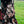 Load image into Gallery viewer, VA-SS25-887 FLORAL FULL TAPESTRY TROUSERS